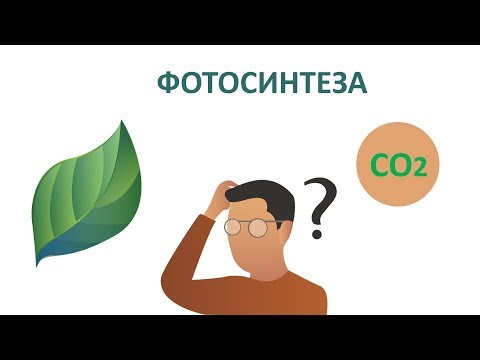 Видео: Въглероден диоксид и кислород в аквариума. Процесът фотосинтеза.