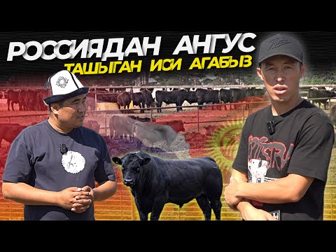 Видео: Сандан сапатка ангус менен🔥 өтө көп келип жатат КЫРГЫЗСТАНГА,ар бирибиздин корообузга толсун ангус🤲🏼