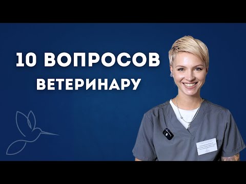 Видео: 10 вопросов ветеринару #ветеринария