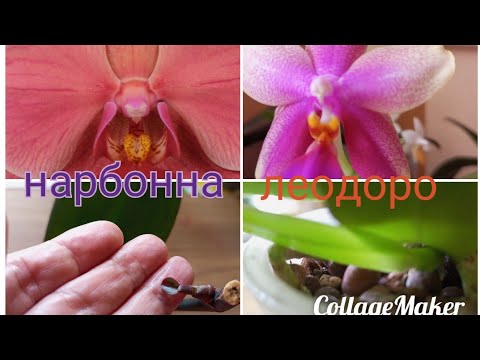 Видео: 06.10.2025.ДВЕ ОРХИДЕИ РЕШИЛИ ВЫРАСТИТЬ ДЕТОК ВМЕСТО ЦВЕТЕНИЯ 👍🌺🌱
