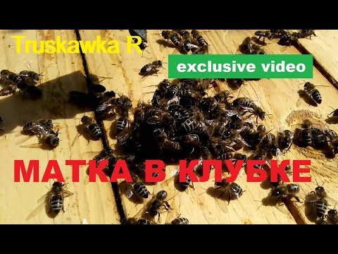 Видео: #Пчёлы берут маток в клубок. Почему теряются матки при облёте.