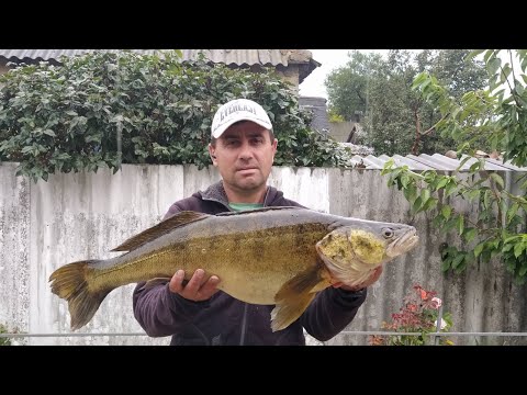 Видео: ЛОВЛЯ ЩУКИ И ТРОФЕЙНОГО СУДАКА НА СПИННИНГ МАЛАЯ РЕКА ВОБЛЕР