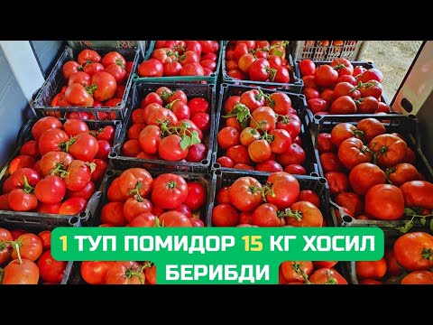 Видео: УМРИМ ДАЛАДА УТГАН !!! ЛЕКИН БУНАКА СЕРХОСИЛ ПОМИДОР КУРМАГАНМАН.