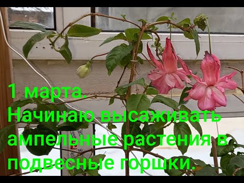 Видео: Фуксия ампельная. Посадка в подвесные горшки.