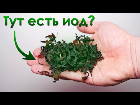 Видео: Сколько Йода я получу из обычных ВОДОРОСЛЕЙ?