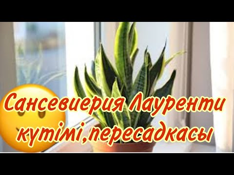 Видео: Сансевиерия Лауренти күтімі,пересадкасы #үйгүлдері #гүл#сансевиерия