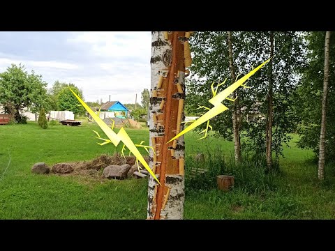 Видео: Удар молнии в березу. Последствия. Выживет ли дерево. Результат в конце.