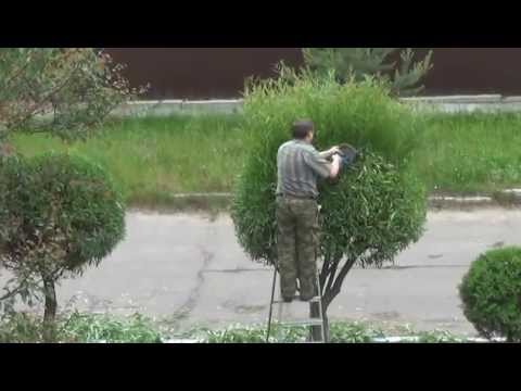 Видео: Стрижем ИВУ, формируем крону в виде ШАРА + советы по летней обрезке пионов