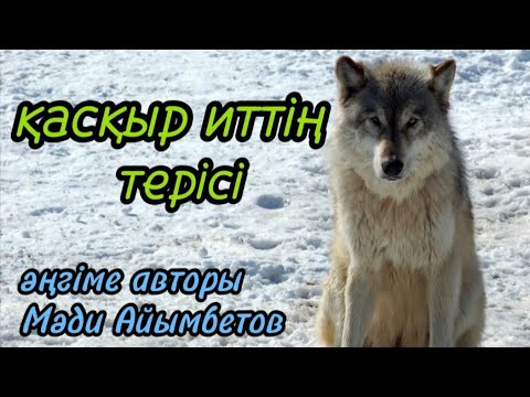 Видео: ҚАСҚЫР ИТТІҢ ТЕРІСІ әңгіме авторы Мәди Айымбетов#аудиокітап#аудиоәңгіме 