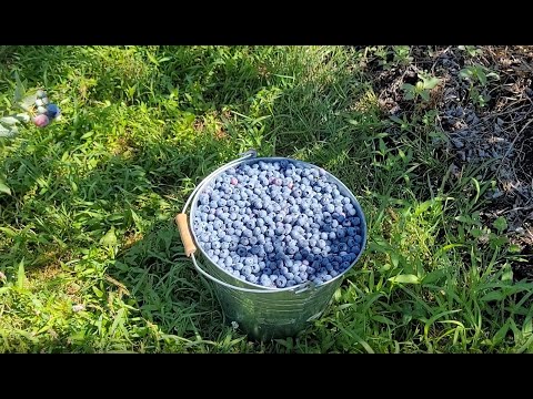 Видео: Сбор ягод на ферме. УСЛОВИЯ - ЭТО НАДО ВИДЕТЬ! Blueberry U pick.