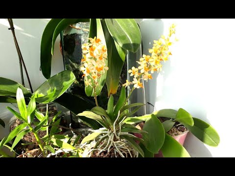 Видео: Орхидея Ascocentrum miniatum + Phal  pulcherrima MC уход, цветение!