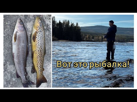 Видео: Я НЕ ОЖИДАЛ ТАКОГО осенью! Хариус и форель просто сходят с ума!