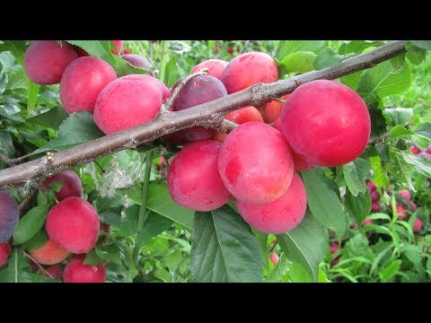 Видео: Посадка сливы  осенью, в октябре  Из контейнера еще не поздно!