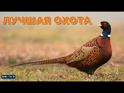 Видео: Охота на фазана, лучшая охота на фазана, очень много фазана, настреляли фазана, крупный фазан