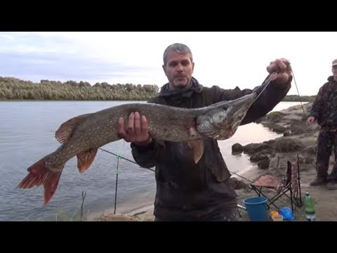 Видео: Рыбалка с ночевкой на Оке! Это нельзя ловить! Табун напал на Дастер, телефон из костра!