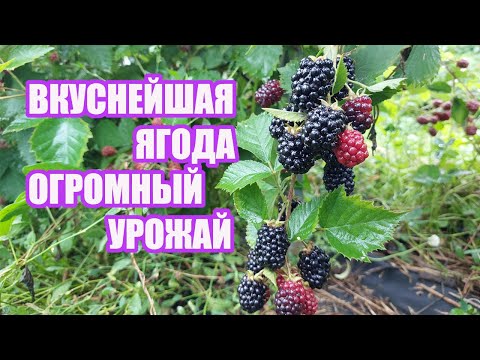 Видео: Лох Тей  - ранний сорт ежевики с очень вкусной ягодой и огромной урожайностью