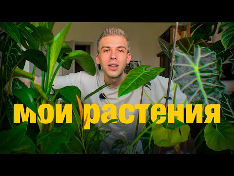 Видео: МОИ КОМНАТНЫЕ РАСТЕНИЯ | обзор КОЛЛЕКЦИИ, пересадка и покупка редких филодендронов | новая ТЕПЛИЧКА