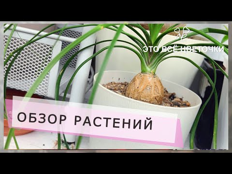 Видео: Обзор растений