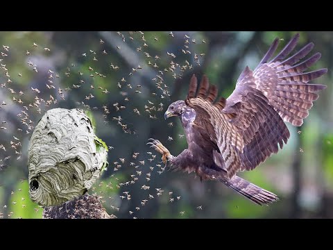 Видео: Этот Ястреб Разносит гнезда ОГРОМНЫХ шершней, ос и пчел!  Осоед — бронированный охотник!