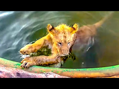 Видео: ПРЕЛЕСТЬ! У львенка Симбы СПА процедуры, он ПЛАВАЕТ в БАССЕЙНЕ и совсем не хочет выходить из воды!
