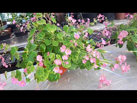 Видео: Бегония ГЛУАР ДЕ ЛОРРЕН цветет!!!