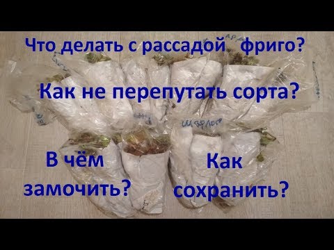 Видео: Клубника Фриго. Как сохранить рассаду клубники фриго, подготовить к посадке и не перепутать сорта.