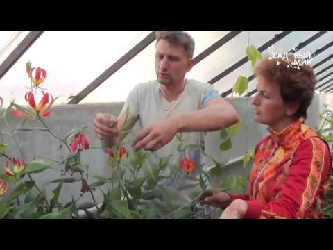 Видео: Вьющаяся лилия   Глориоза