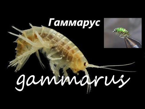 Видео: Gammarus. Гаммарус  для зимней рыбалки.