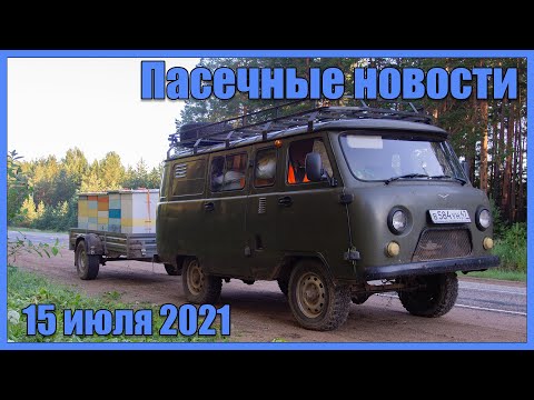 Видео: Электропастух пришёл, медведь ушёл #6