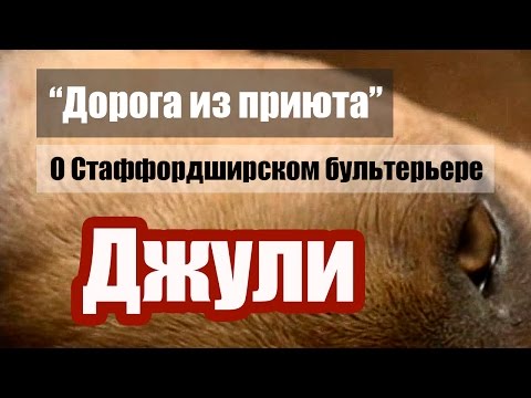 Видео: Стаффордширском бультерьере Джули. "Дорога из приюта".
