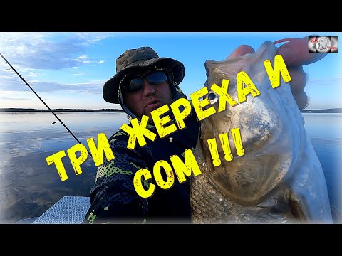 Видео: Три жер и сом !!!#fishing #spinning #рыбалка