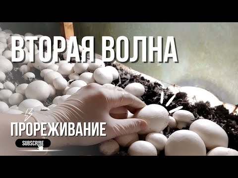 Видео: Все о прореживание второй волны,прополка грибов,технология выращивания