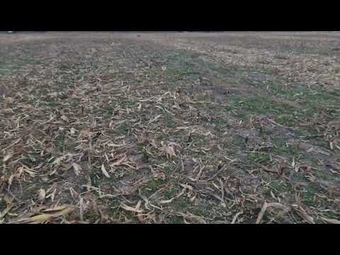 Видео: 09.11.2022. Уборка кукурузы, попытка номер, она же последняя)). No - till 09.11.2022