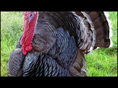 Видео: Qulqul zotlari Kurka turlari Turkeys Пароды Индюки Курка зотлари томоша килинг