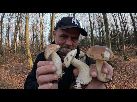 Видео: Листопад, а БІЛЯКИ пруть як шалені!