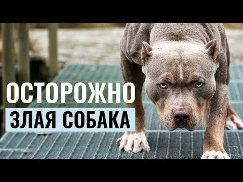 Видео: Как научить собаку не бросаться на животных или велосипедистов? Методы контроля поведения собаки