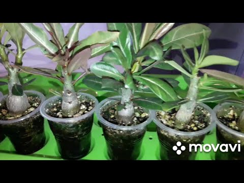 Видео: КОМНАТНЫЕ РАСТЕНИЯ(ЦВЕТЫ).СЕЯНЦАМ,АДЕНИУМА,ТРИ МЕСЯЦА.
