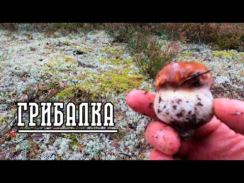 Видео: БОРОВИКИ И БЕЛЫЕ В ЛАТВИИ!