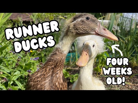 Видео: Утята: первый день в саду | Runner Ducks