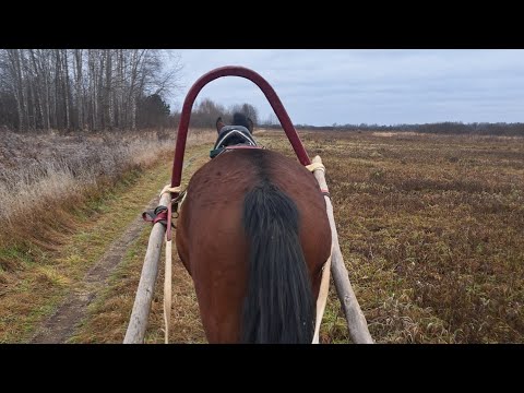 Видео: заездка молодого жеребца в упряжь.