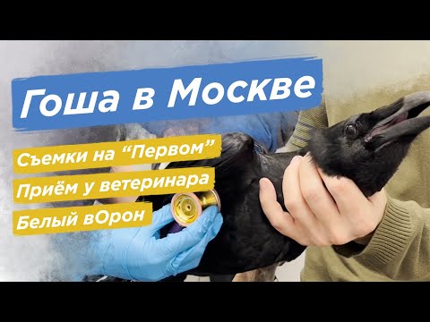 Видео: Приехал с вОроном в Останкино / Встреча с белым вОроном и посещение ветеринара!