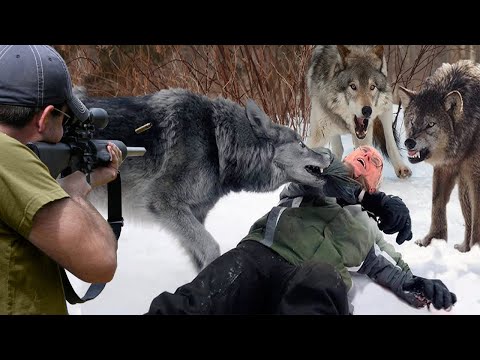 Видео: Посмотрите на волков, которые не колеблясь нападают на охотников 😱🔥👍👌 Часть 2
