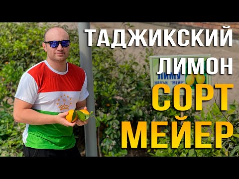 Видео: Таджикский (оранжевый) лимон - сорт Мейер