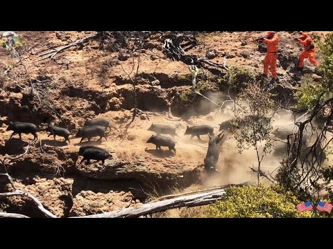 Видео: Невероятно! Жестокая битва на опасной скале — уничтожьте стадо диких кабанов в мгновение ока! #717