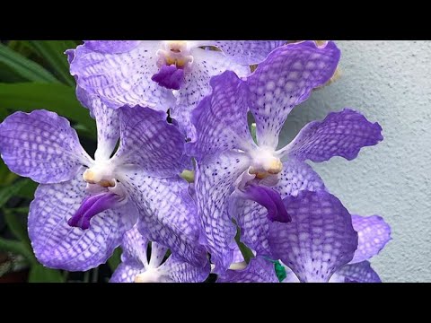 Видео: Ванды ( Vanda) Цветение и моя коллекция и немного об уходе