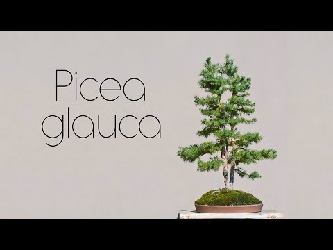 Видео: Выращенная в питомнике Picea glauca "Conica" ЧАСТЬ 2 - Arkefthos Bonsai