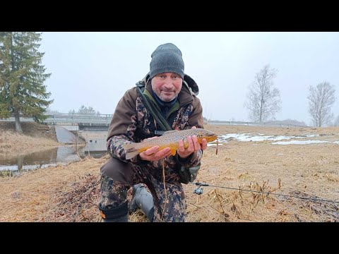 Видео: В поисках речной форели. Рыбалка удалась.