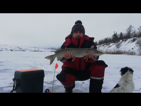 Видео: НОВОГОДНЯЯ РАЗДАЧА НА ЖЕРЛИЦЫ!
