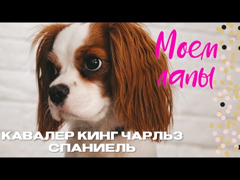 Видео: КАК МЫТЬ ЛАПЫ ПОСЛЕ ПРОГУЛКИ? | КАВАЛЕР КИНГ ЧАРЛЬЗ СПАНИЕЛЬ