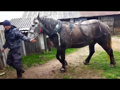 Видео: ЛОШАДИ/КОБЫЛА МАШКА ТЯЖЕЛОВОЗ ПЕРШЕРОНОВСКИХ КРОВЕЙ